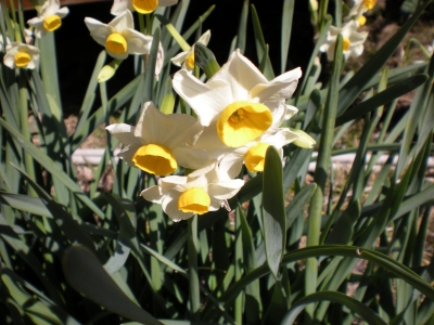 s-suisen 012.jpg